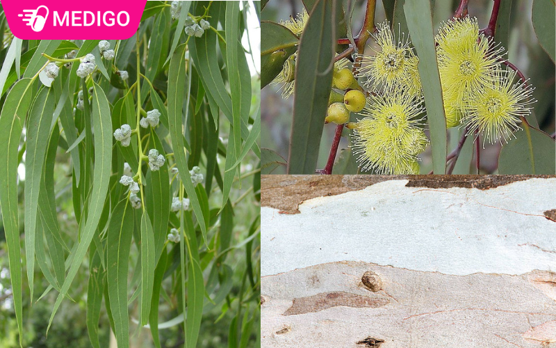 Hinh-anh-minh-hoa-cac-bo-phan-cua-cay-bach-dan