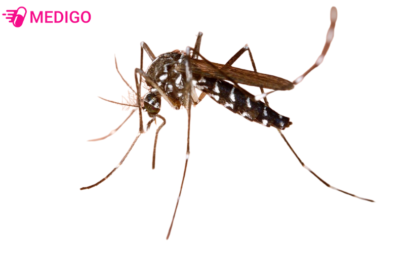 Hinh-anh-muoi-van-Chau-A-Muoi-Aedes-albopictus