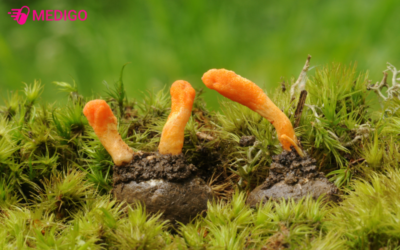 Hinh-anh-nam-Dong-trung-ha-thao 