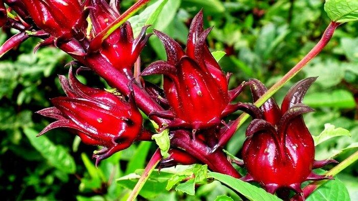 Hoa bụp giấm điều hòa cholesterol máu, giảm triglyceride