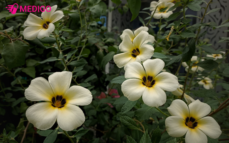 Hoa-cay-trang-duong-thuong-moc-don-le