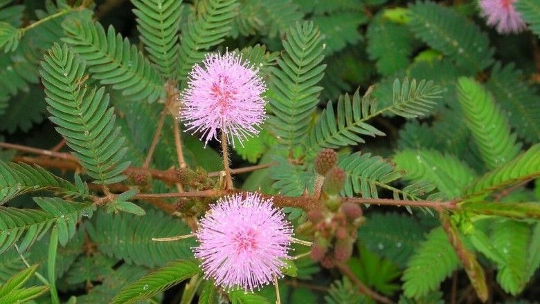 Hoa-trinh-nu-co-da-dang-thanh-phan-hoa-hoc