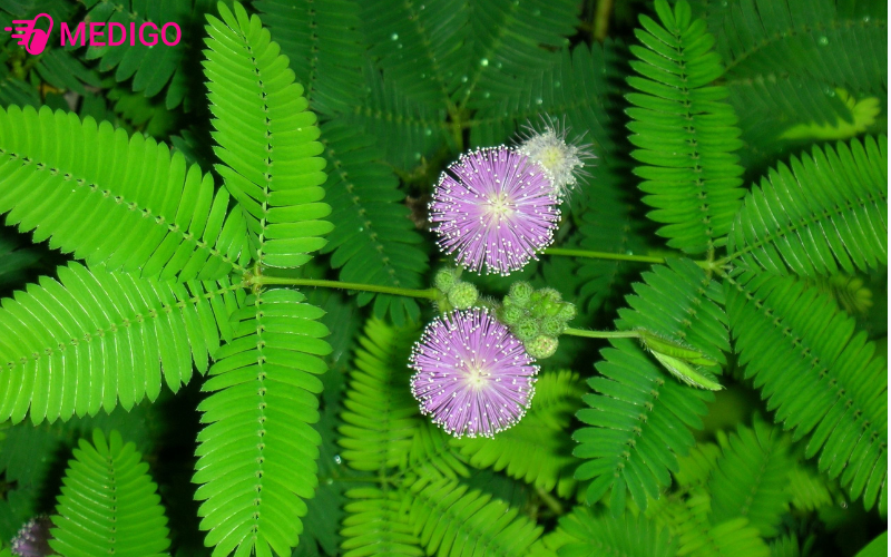 Hoa trinh nữ và những lợi ích sức khỏe ít ai biết 