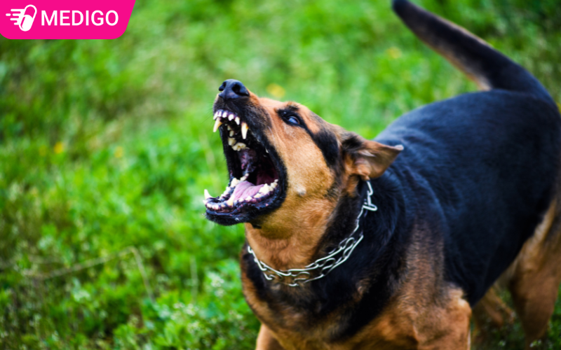 Khi-bi-cho-dai-can-rat-nguy-hiem