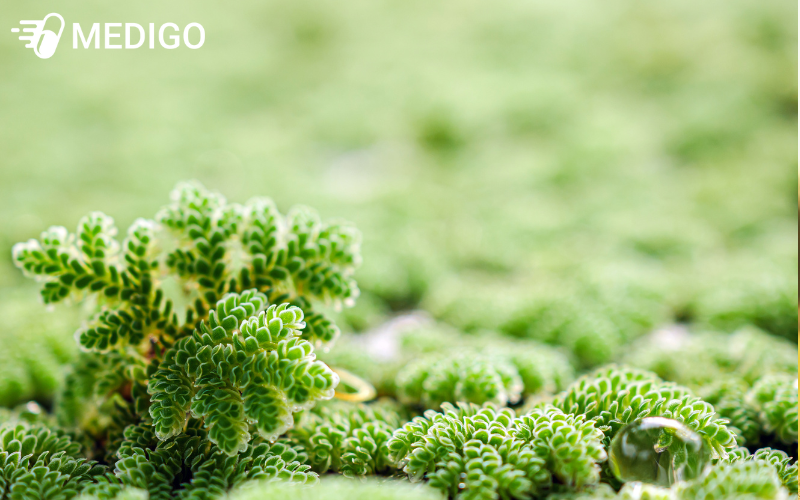 Khong-nen-lam-dung-beo-hoa-dau