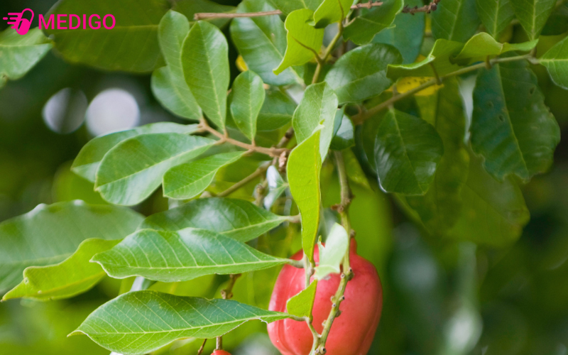 La-cay-A-Ke-ho-tro-tieu-hoa-va-chua-cam-lanh