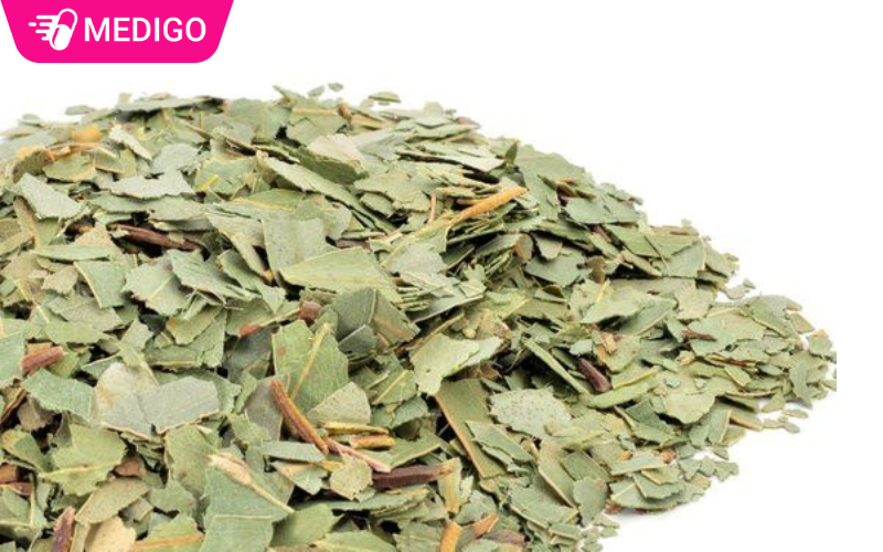 La-cay-bach-dan-co-rat-nhieu-cong-dung-trong-y-hoc-co-truyen