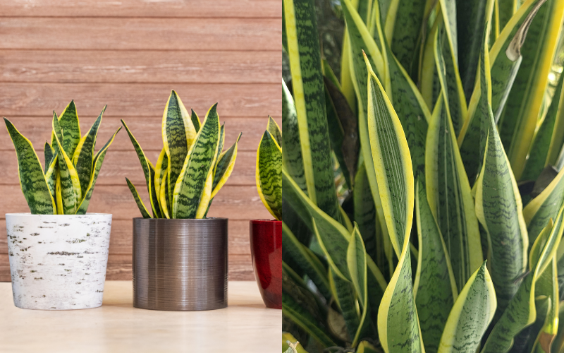 La-cay-luoi-ho-nhon-o-dau-nhu-luoi-dao