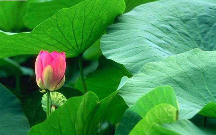 Lá sen giúp chữa bệnh mỡ máu