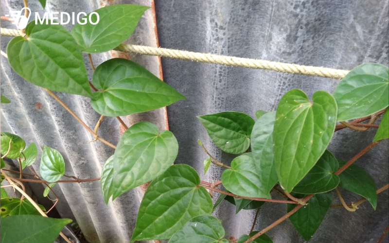 Lá trầu không và tiềm năng ngăn ngừa ung thư tuyến tiền liệt 