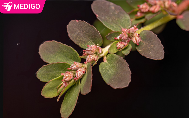 Cỏ sữa lá nhỏ là gì? Công dụng, cách dùng và những điều cần biết