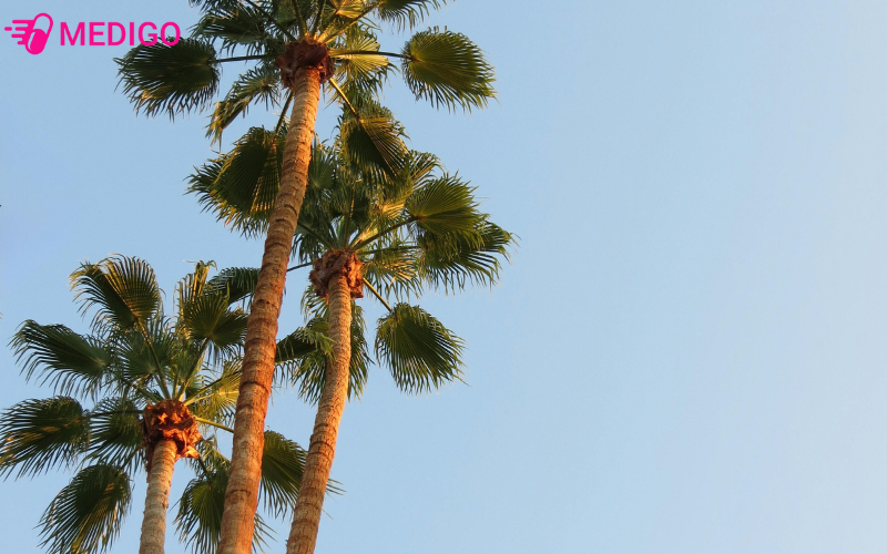 Thot-not-duoc-trong-nhieu-o-mien-Tay-Nam 