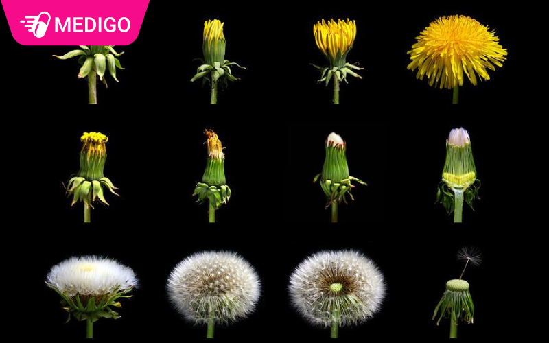 Cac-trang-thai-cua-cay-bo-cong-anh