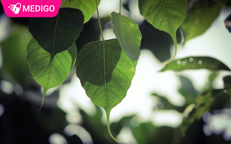 La-cay-bo-de-co-hinh-trai-tim-dac-trung