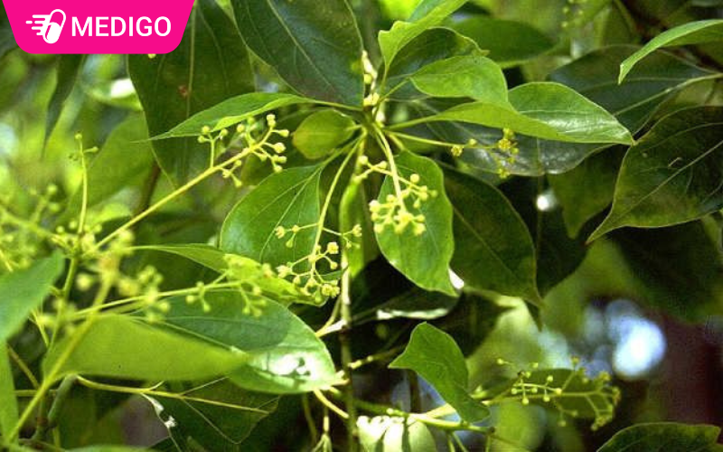 Băng phiến: Từ mùi hương xưa cũ đến dược liệu đa công dụng