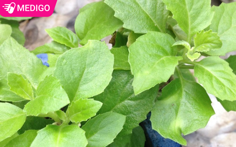 Kim thất tai là gì? Tổng quan chi tiết về dược liệu kim thất tai và cách sử dụng