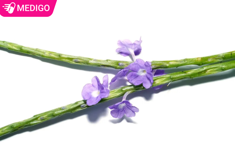 Đuôi chuột có tác dụng gì? Ứng dụng trong việc hỗ trợ điều trị bệnh lý 