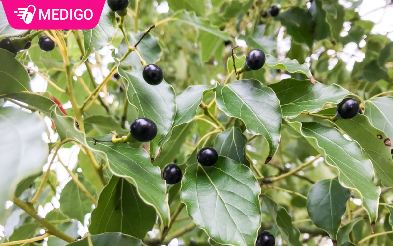 Qua-va-la-cua-cay-long-nao