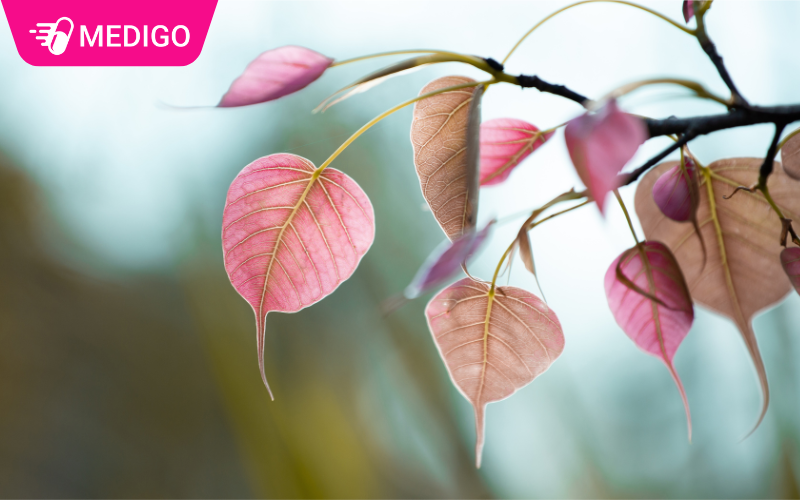 La-cay-bo-de-do-la-co-anh-do-nhat