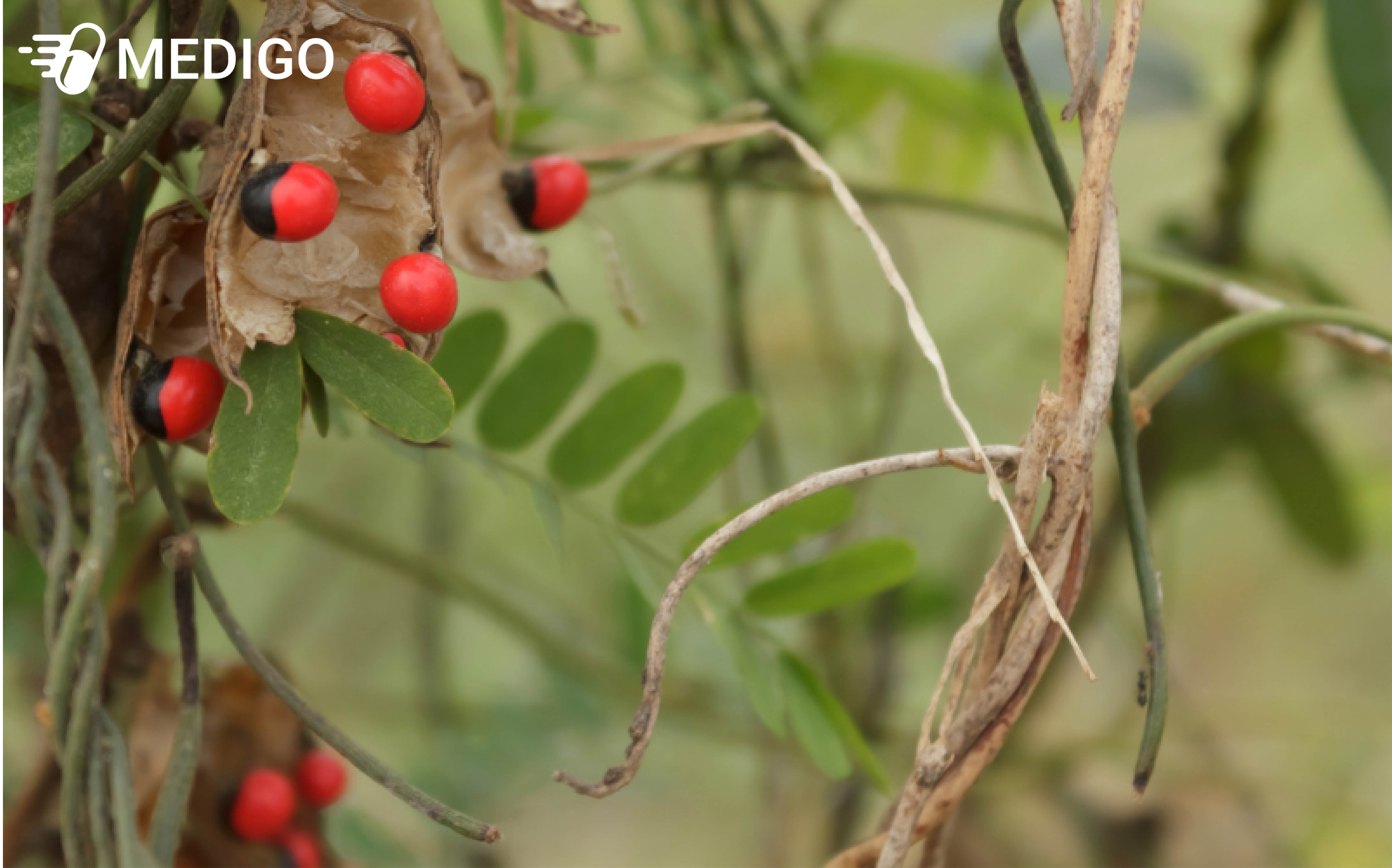 Loai-Cam-thao-day-phan-bo-kha-rong-va-khong-kho-tim-tai-Viet-Nam