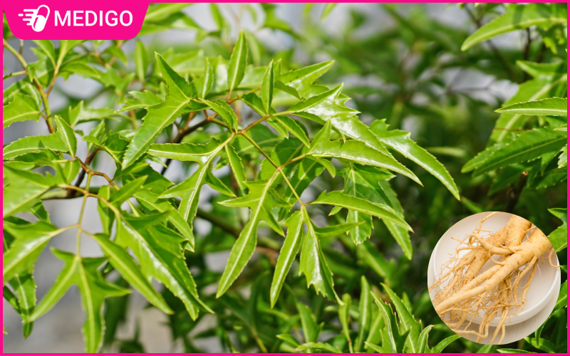 Hinh-anh-cay-dinh-lang