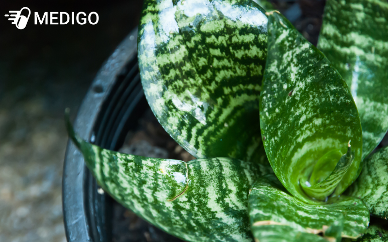 Luoi-ho-thai-cung-la-mot-trong-nhung-dong-luoi-ho-duoc-ua-chon