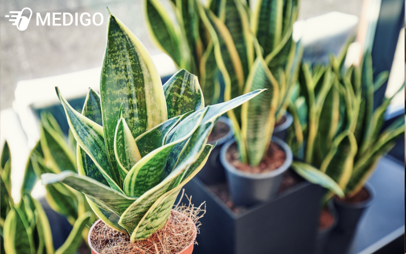 Cay-luoi-ho-co-ten-khoa-hoc-la-Sansevieria-trifasciata