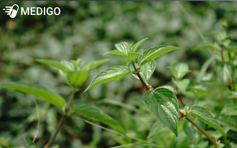 Luu-y-quan-trong-khi-su-dung-cay-thuoc-doi