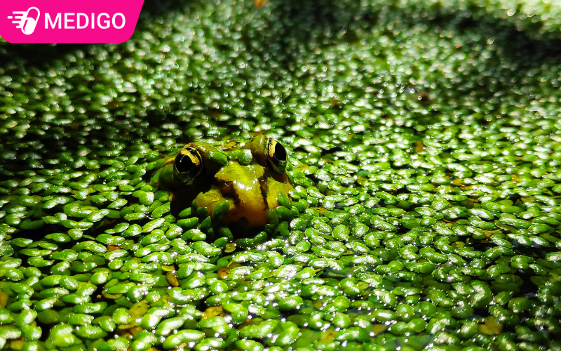 Cay-beo-tam-sinh-truong-tot-trong-moi-truong-nuoc