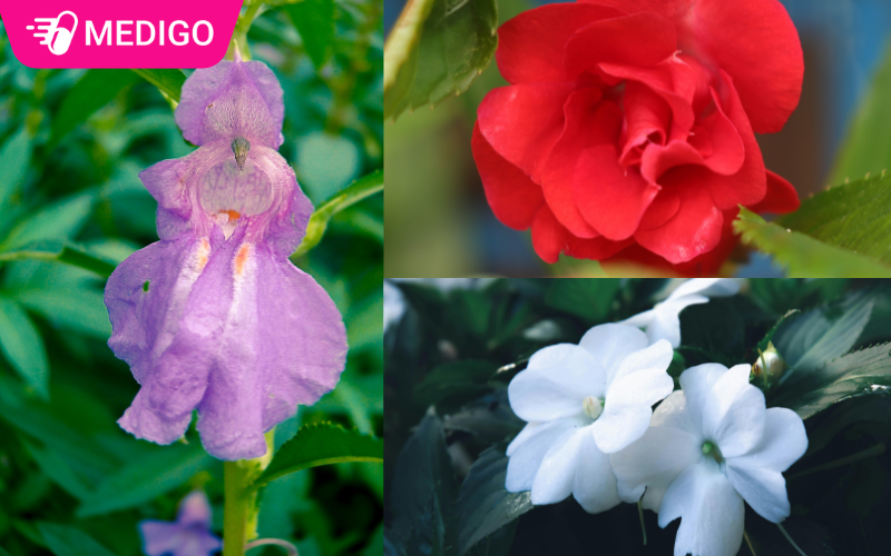 Cay-bong-nuoc-co-3-mau-hoa-va-co-cong-dung-khac-nhau