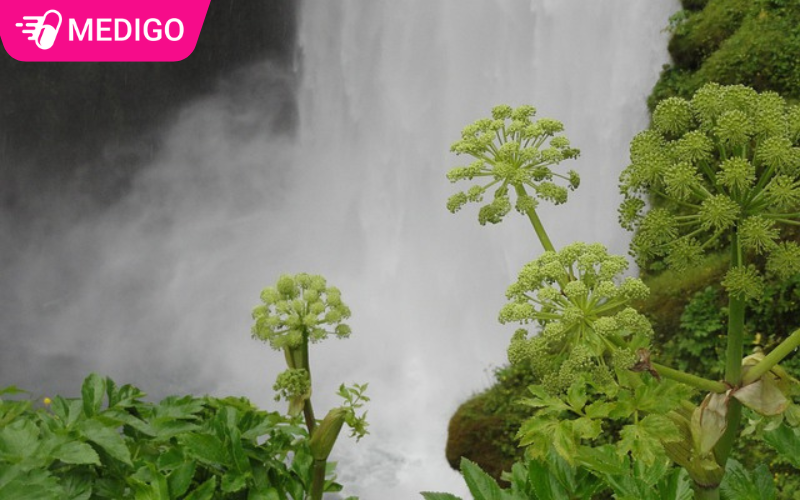 Cay-bach-chi-thuong-phat-trien-tot-o-moi-truong-mat-me