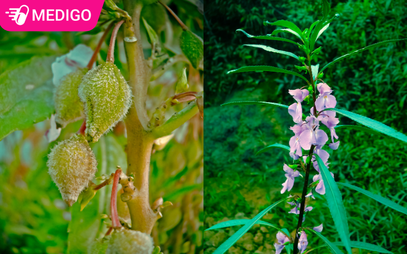 Hoa-va-qua-cua-cay-bong-nuoc