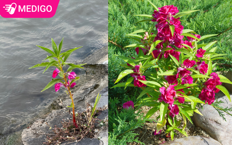 Cay-phuong-tien-thuong-moc-o-bo-ao-va-trong-vuon