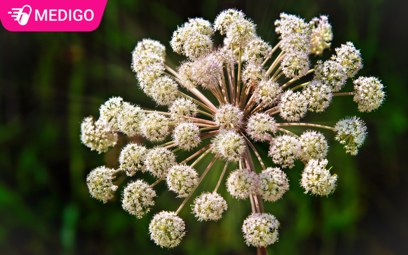 Hoa-bach-chi-thuong-moc-thanh-cum-va-co-mau-trang-hoac-trang-nga