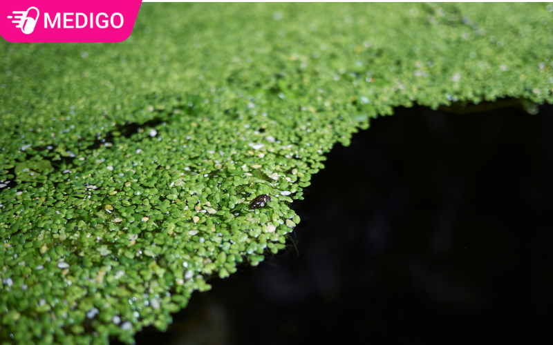 Beo-tam-hay-duoc-lam-cay-trang-tri-thuy-sinh