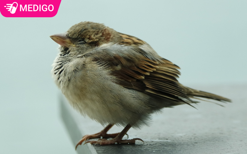 Xu-long-met-moi-la-mot-trong-nhung-trieu-chung-benh-dich