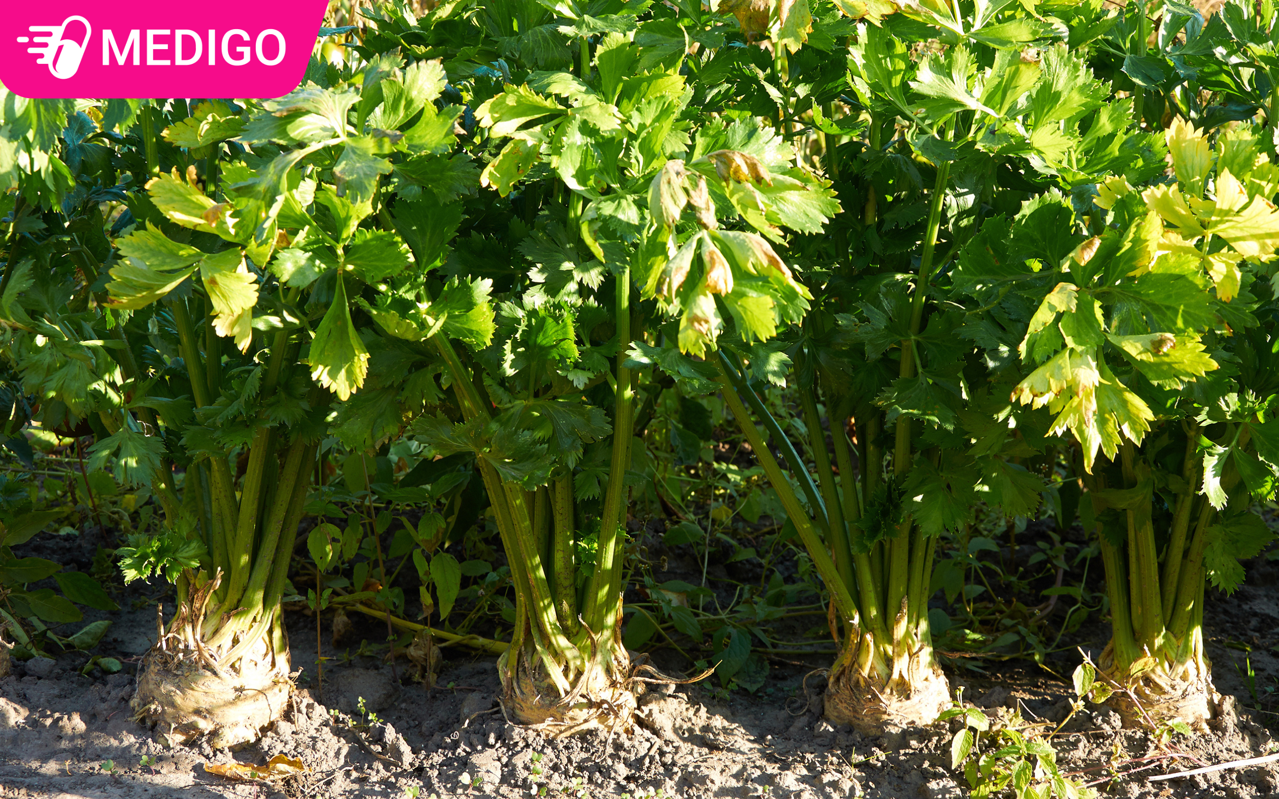 Cay-can-tay-ua-moi-truong-mat-me-dat-giau-dinh-duong