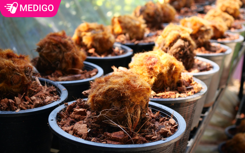 Phan-re-cay-co-long-hay-duoc-su-dung-lam-duoc-lieu