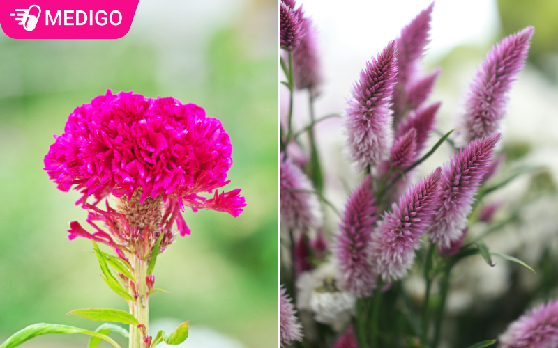 Co-2-loai-cay-mao-ga-pho-bien