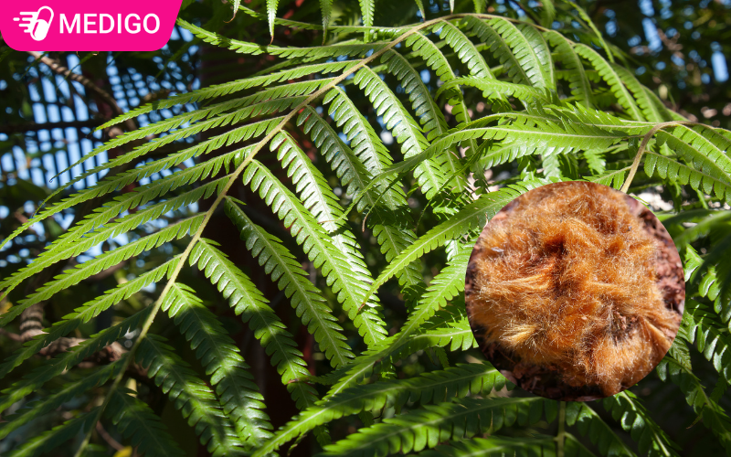 Cẩu Tích: Dược Liệu Vàng Cho Xương Khớp Khỏe Mạnh