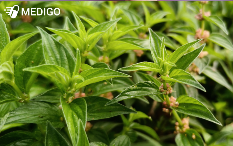 Nhung-cong-dung-chinh-cua-cay-thuoc-doi