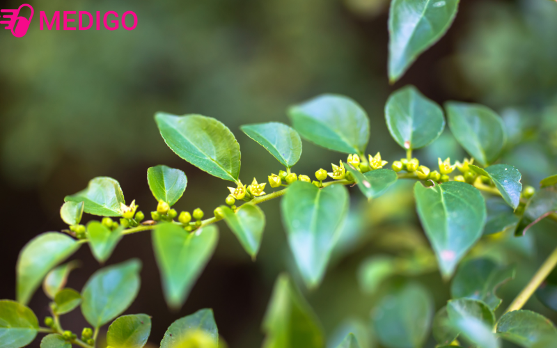 Bo-cu-ve-con-duoc-ap-dung-trong-y-hoc-hien-dai