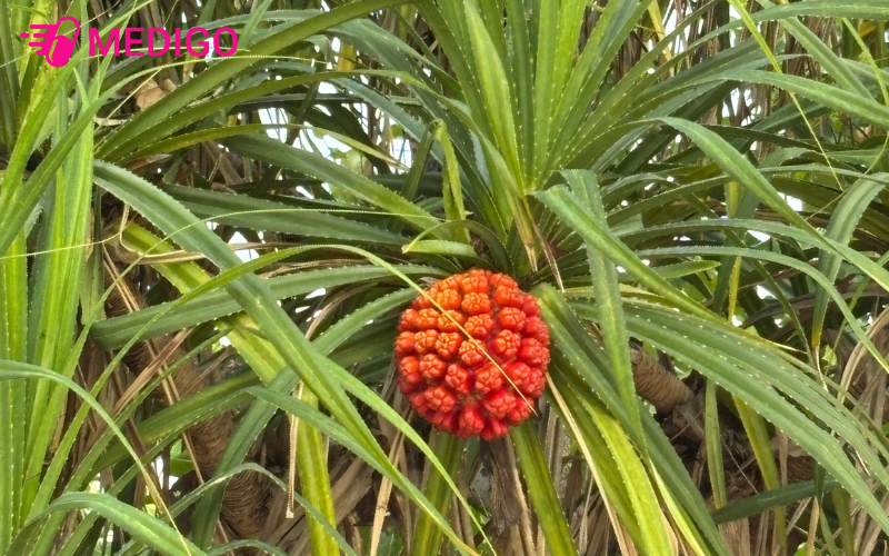 Qua-cay-dua-dai-co-mui-ro-rang