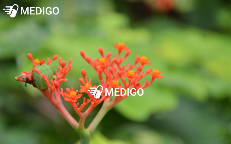 Qua-cay-ngo-dong-co-mau-xanh-khi-non