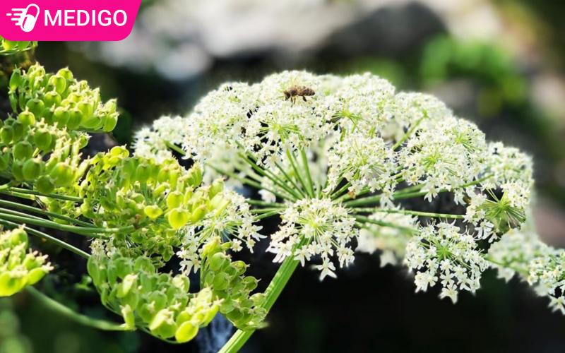 Cây bạch chỉ: 5 đặc điểm quan trọng cần biết trước khi sử dụng