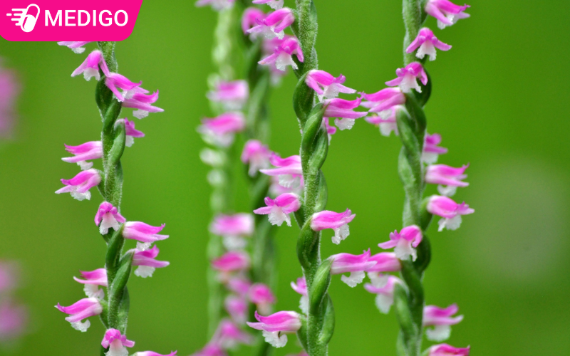 Bàn Long Sâm Là Gì? Công Dụng & 2 Bài Thuốc Hay Từ Loài Lan Chữa Bệnh