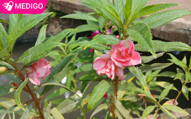 Công dụng của cây bóng nước: 5 điều bạn cần biết