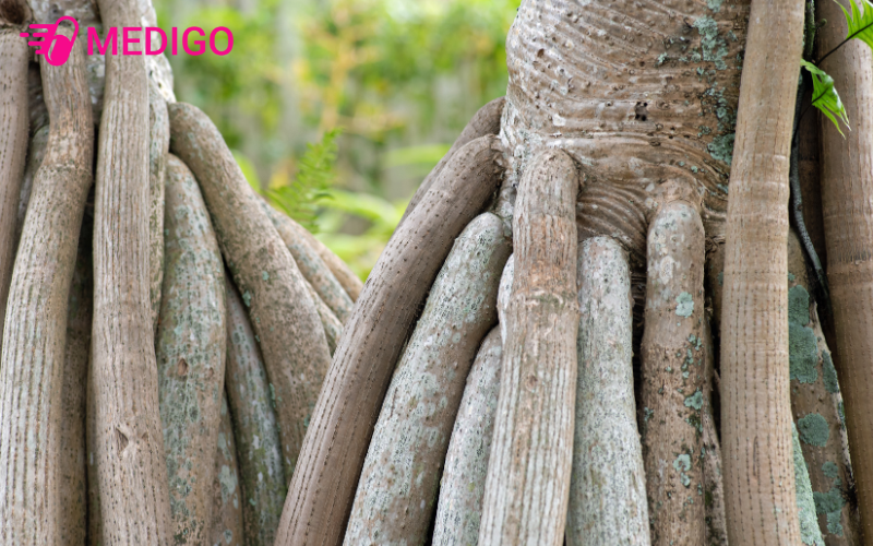 Re-dua-dai-thuong-duoc-dung-ho-tro-dieu-tri-soi-than-