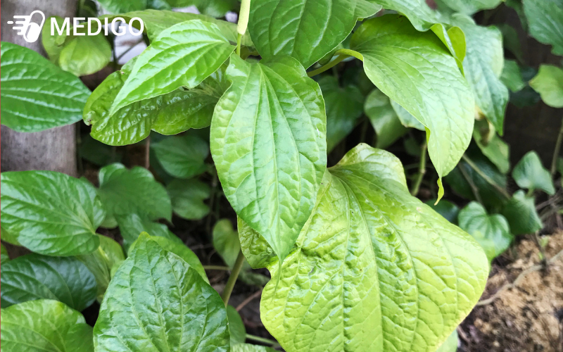 Trau-khong-la-cay-day-leo-thuong-xanh-song-lau-nam-va-rat-pho-bien-o-vung-Dong-Nam-A