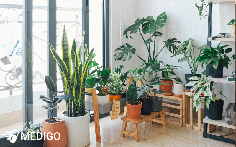 Trong-dong-y-cay-luoi-ho-thanh-loc-khong-khi-giam-nhiem-trong-nha